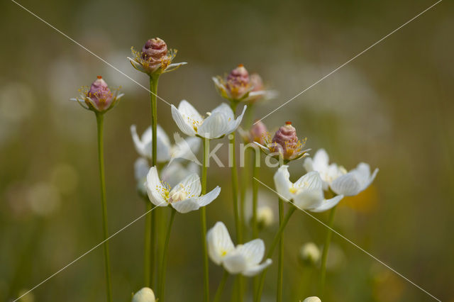 Parnassia (Parnassia palustris)