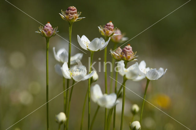 Parnassia (Parnassia palustris)