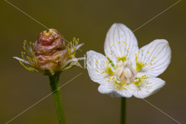 Northern Grass-of-parnassus (Parnassia palustris)