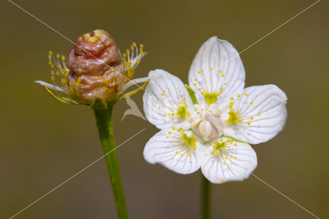 Northern Grass-of-parnassus (Parnassia palustris)