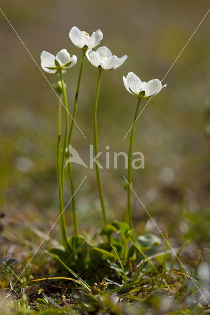 Northern Grass-of-parnassus (Parnassia palustris)