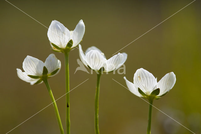 Parnassia (Parnassia palustris)