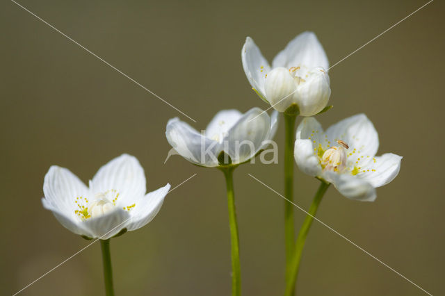 Northern Grass-of-parnassus (Parnassia palustris)