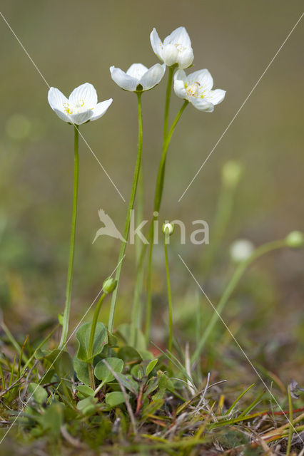 Parnassia (Parnassia palustris)