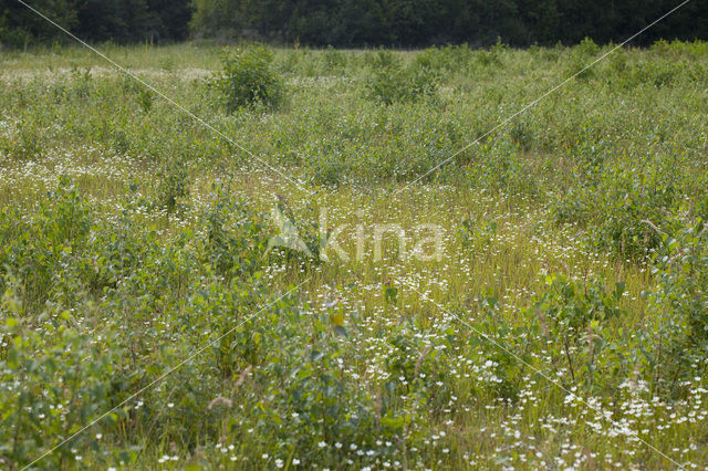 Northern Grass-of-parnassus (Parnassia palustris)