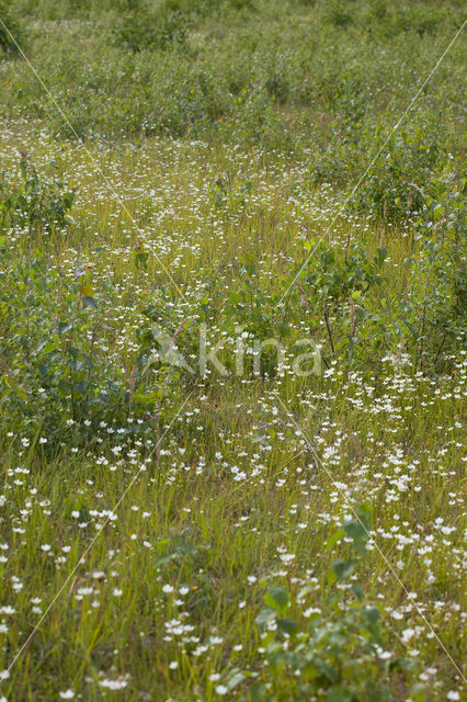 Northern Grass-of-parnassus (Parnassia palustris)