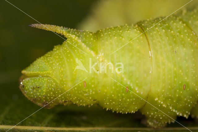 Poplar Hawk-moth (Laothoe populi)