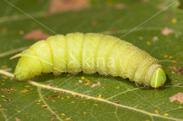 Poplar Hawk-moth (Laothoe populi)