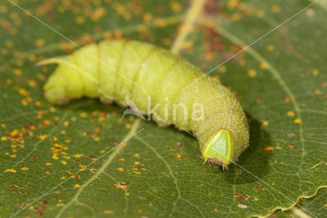 Poplar Hawk-moth (Laothoe populi)