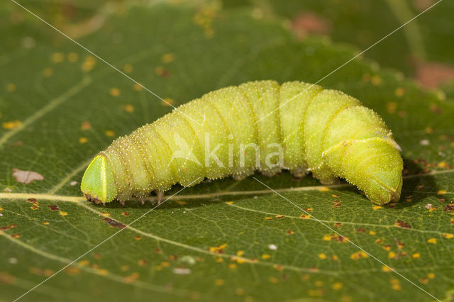 Poplar Hawk-moth (Laothoe populi)