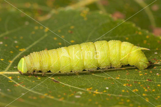 Populierenpijlstaart (Laothoe populi)