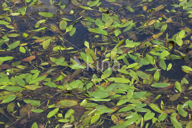 Loddon Pondweed (Potamogeton nodosus)