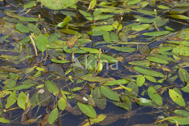 Loddon Pondweed (Potamogeton nodosus)