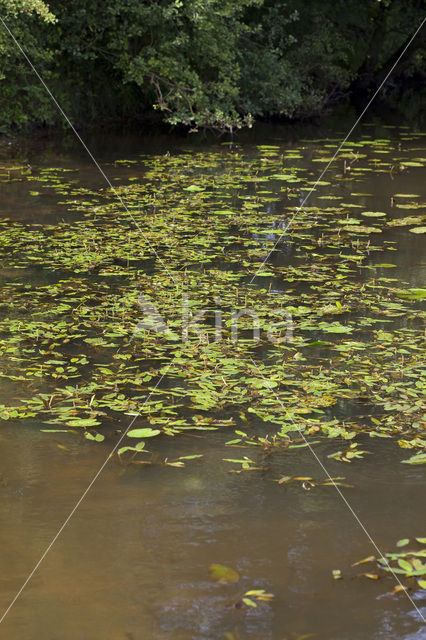 Rivierfonteinkruid (Potamogeton nodosus)