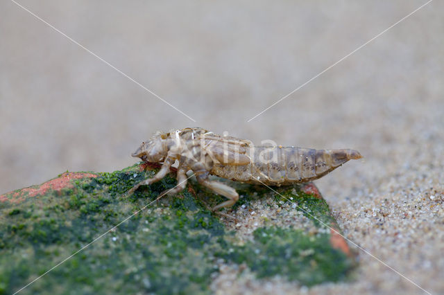 Yellow-legged Dragonfly (Gomphus flavipes)