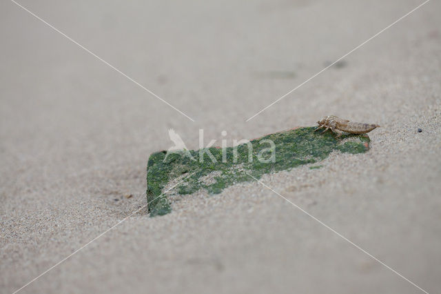 Yellow-legged Dragonfly (Gomphus flavipes)