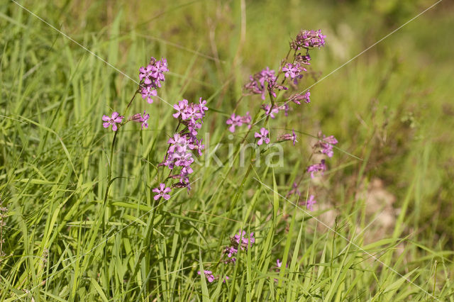 Sticky Catchfly (Lychnis viscaria)
