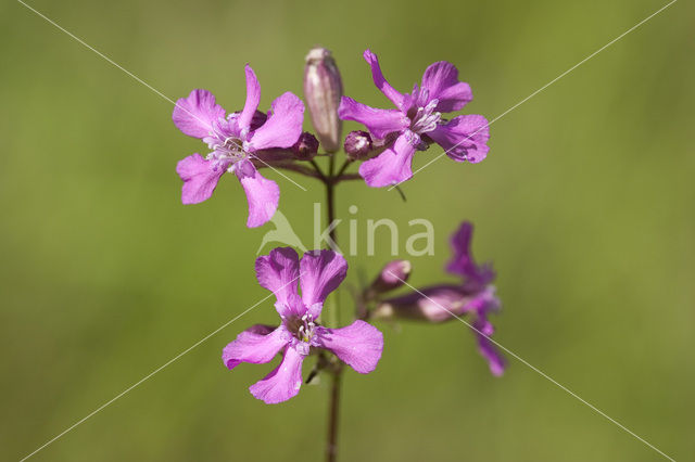 Rode pekanjer (Lychnis viscaria)