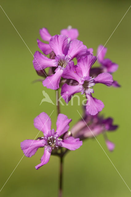 Rode pekanjer (Lychnis viscaria)