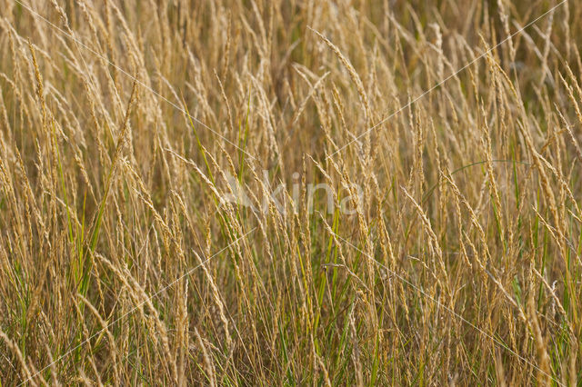 Red fescue (Festuca rubra)