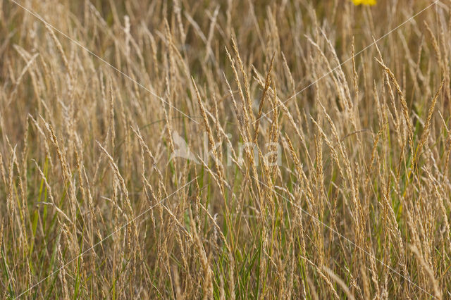 Red fescue (Festuca rubra)