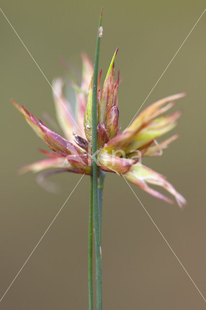 Russenbladvlo (Juncus minutulus)