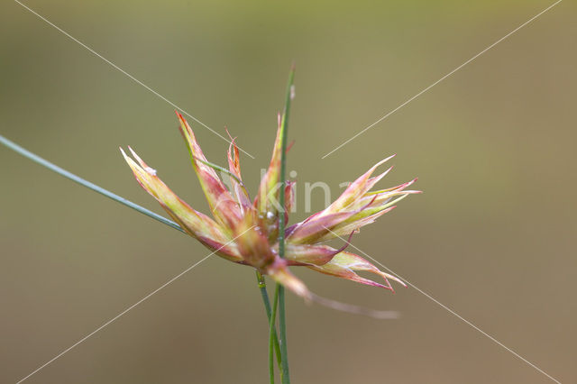 Russenbladvlo (Juncus minutulus)