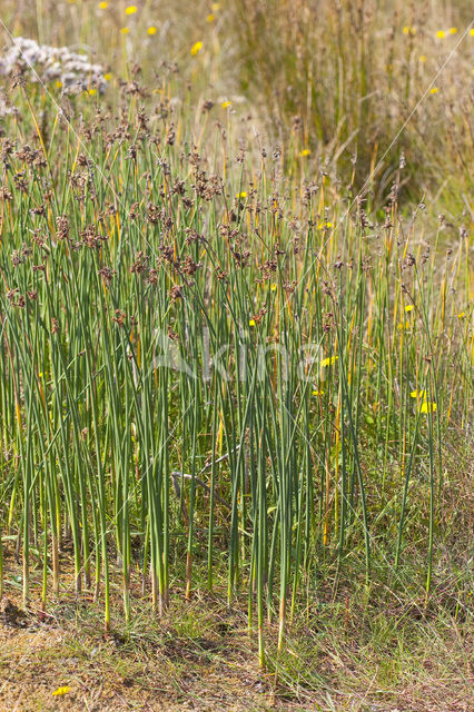 Ruwe bies (Schoenoplectus tabernaemontani)