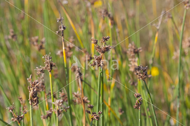 Ruwe bies (Schoenoplectus tabernaemontani)