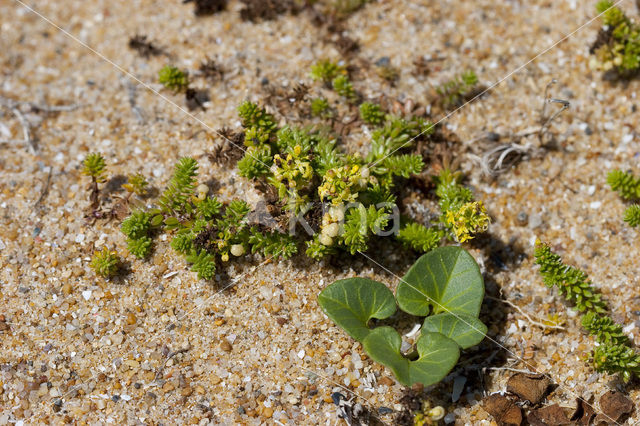 Sand Bedstraw (Galium arenarium)