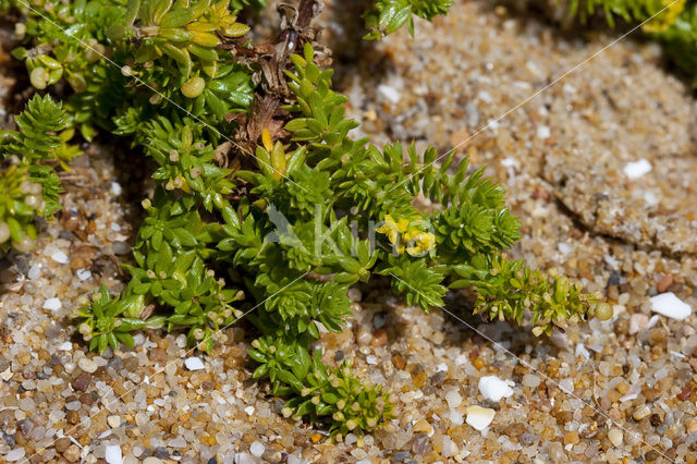 Sand Bedstraw (Galium arenarium)