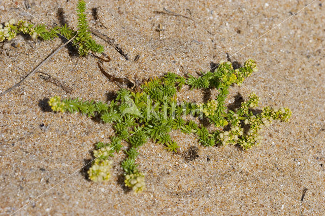 Sand Bedstraw (Galium arenarium)