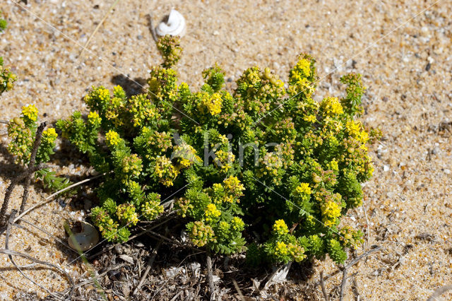 Sand Bedstraw (Galium arenarium)