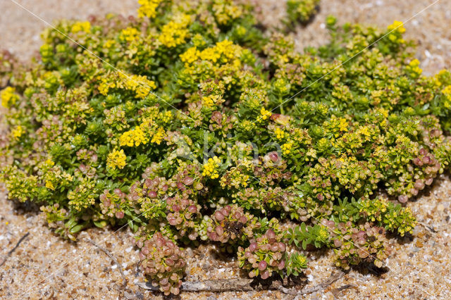 Sand Bedstraw (Galium arenarium)