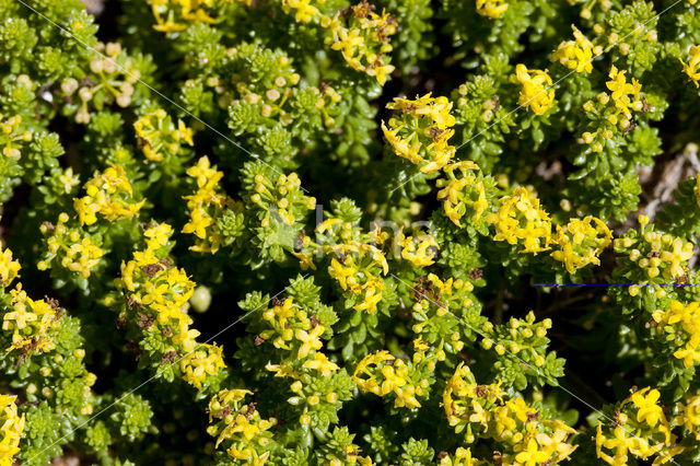 Sand Bedstraw (Galium arenarium)