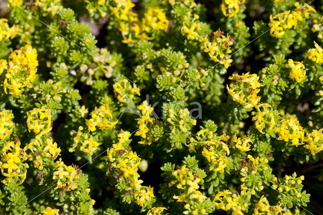 Sand Bedstraw (Galium arenarium)