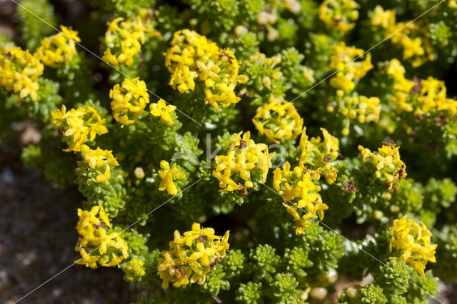 Sand Bedstraw (Galium arenarium)