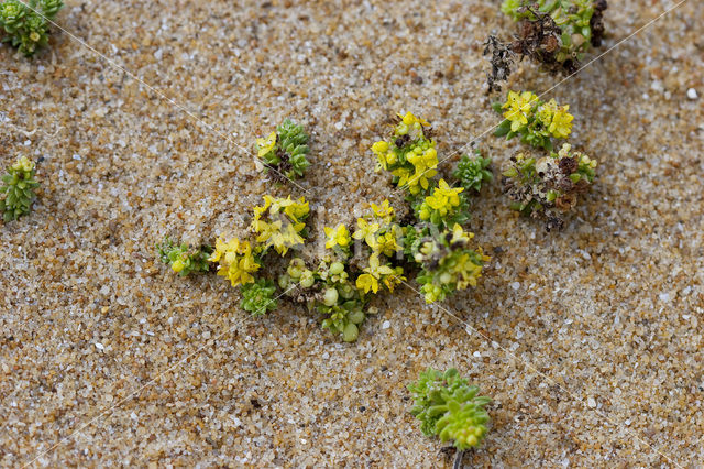 Sand Bedstraw (Galium arenarium)