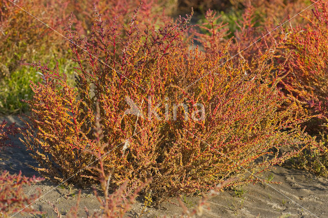 Schorrekruid (Suaeda maritima)