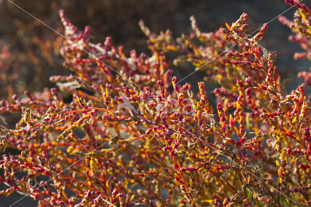 Annual-seablite (Suaeda maritima)