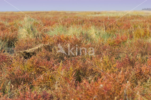 Annual-seablite (Suaeda maritima)