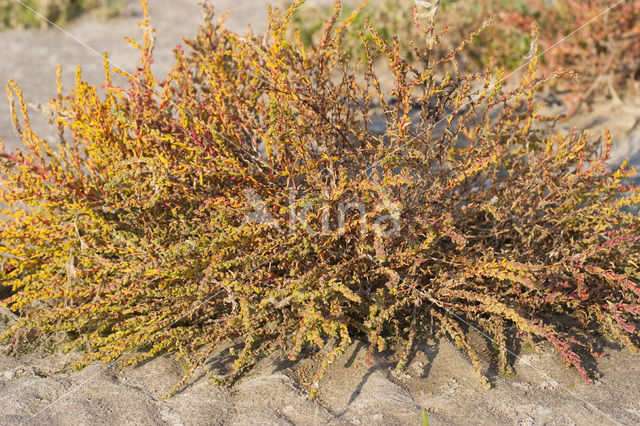 Schorrekruid (Suaeda maritima)