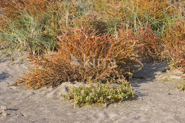 Schorrekruid (Suaeda maritima)