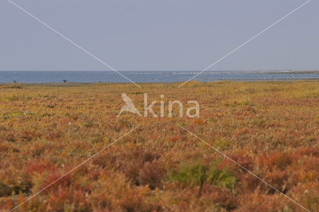 Schorrekruid (Suaeda maritima)