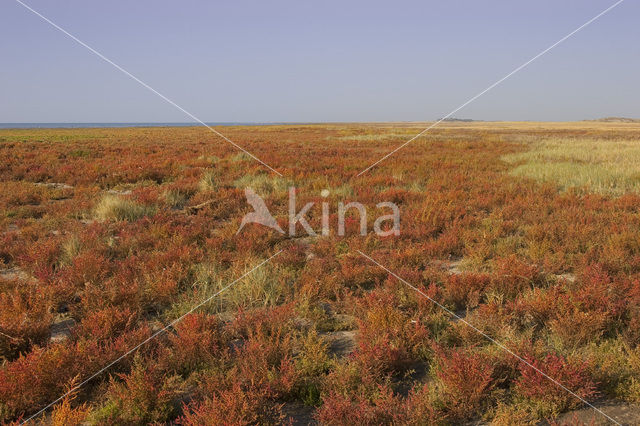 Annual-seablite (Suaeda maritima)