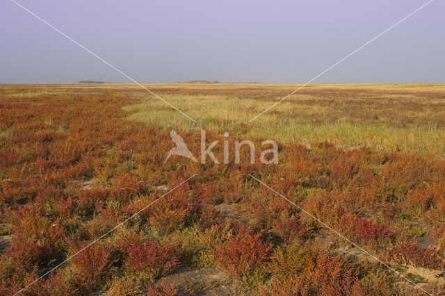 Schorrekruid (Suaeda maritima)
