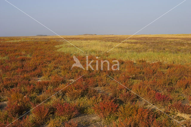 Annual-seablite (Suaeda maritima)