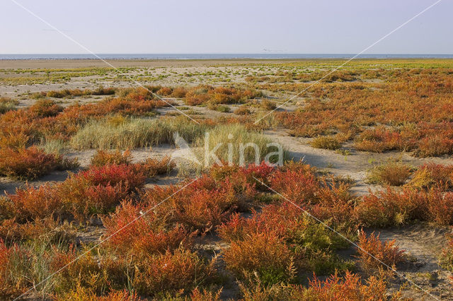 Schorrekruid (Suaeda maritima)