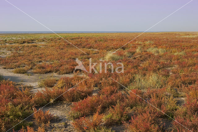 Annual-seablite (Suaeda maritima)