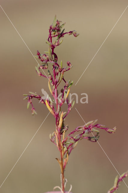 Schorrekruid (Suaeda maritima)